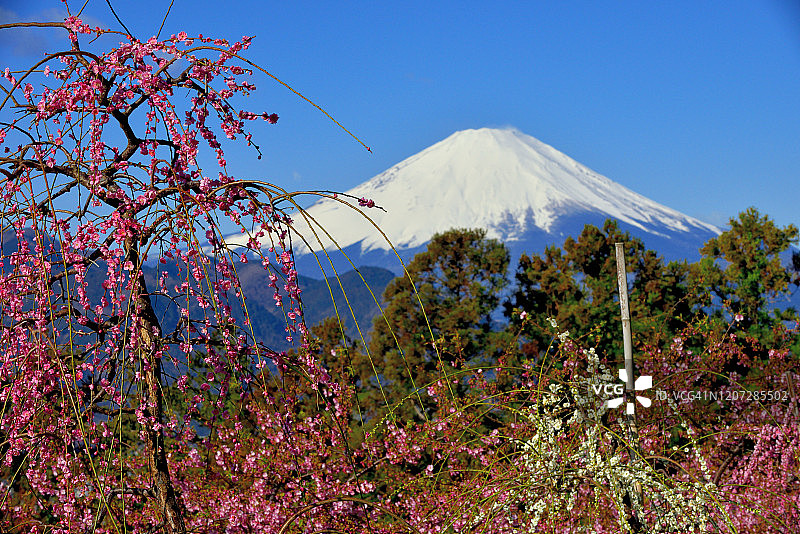 富士山和粉红哭泣梅花图片素材