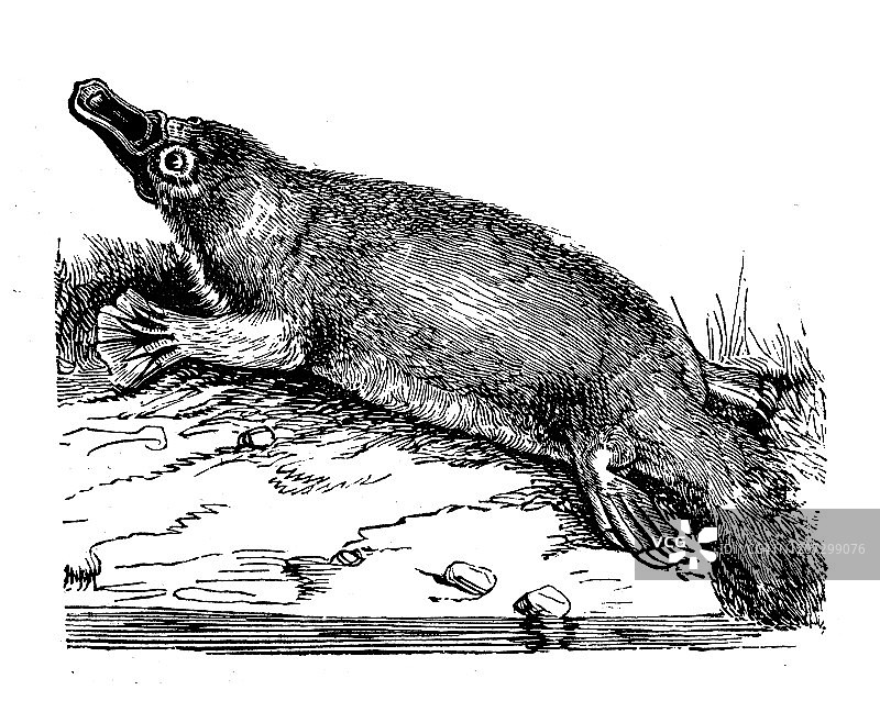 古玩动物插图:鸭嘴兽(鸟嘴龙)图片素材