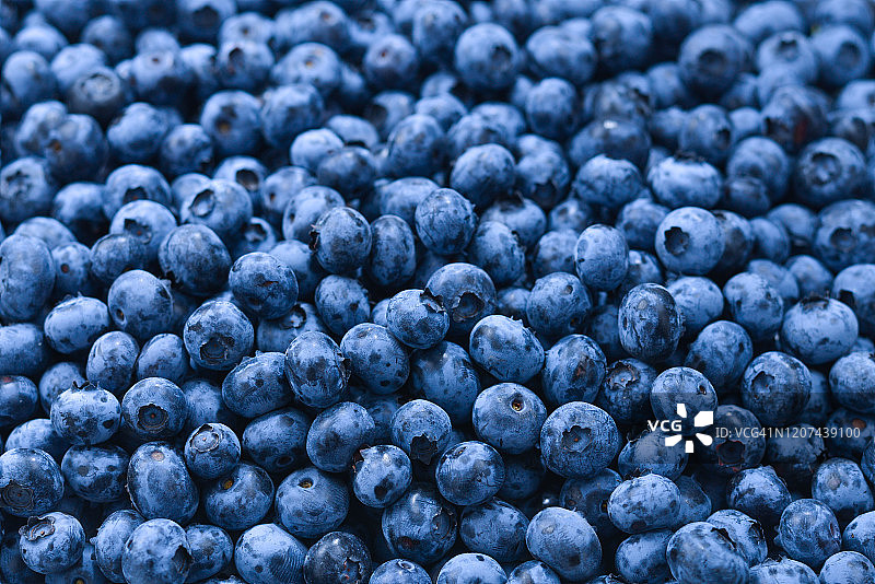 新鲜蓝莓背景。近距离观察蓝莓的质地。图片素材