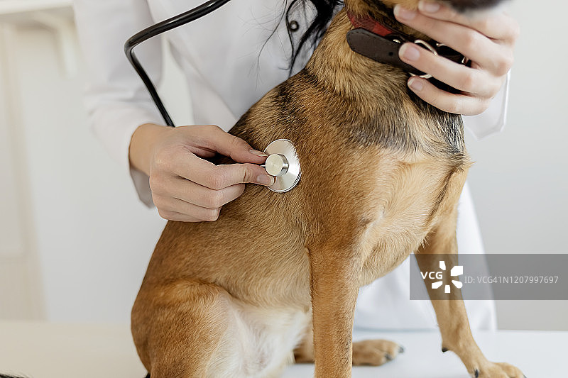 定期检查对犬类健康至关重要图片素材