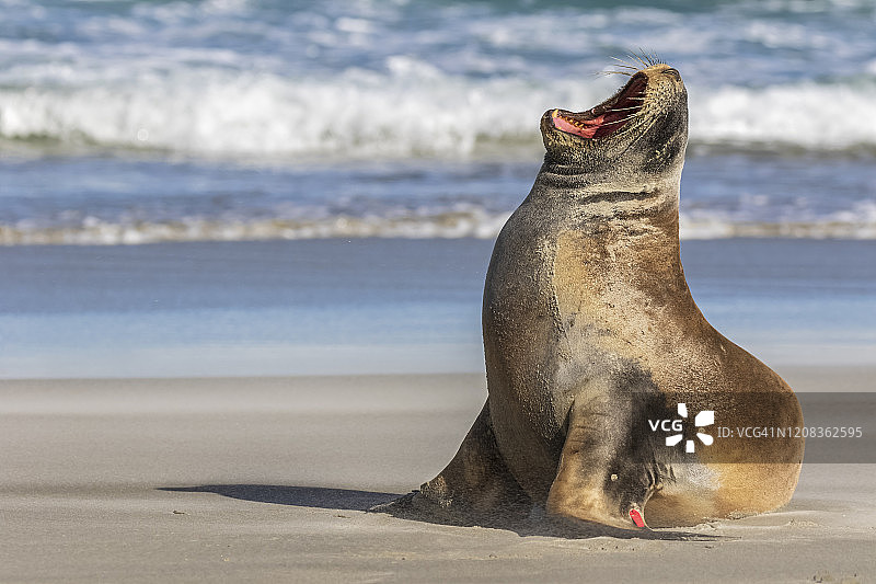 新西兰，达尼丁，新西兰海狮(Phocarctos hookeri)在艾伦海滩上打哈欠图片素材
