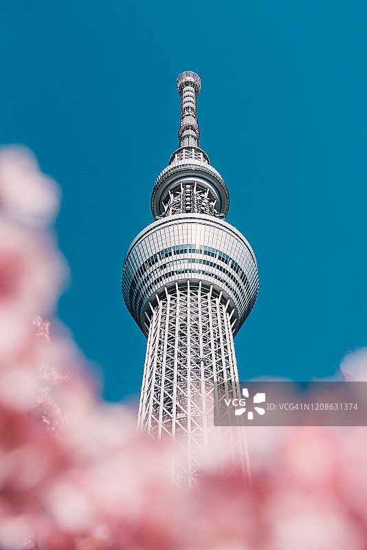 樱花和樱花在日本东京的天空树。图片素材