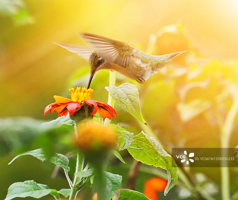 红喉蜂鸟和百日菊的高调照片图片素材