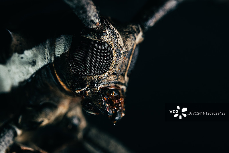 长角甲虫肖像微距在黑色的背景图片素材