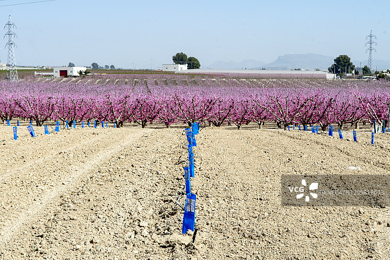 西班牙东南部的果树开花了，不同品种的桃子给田野增添了色彩。图片素材