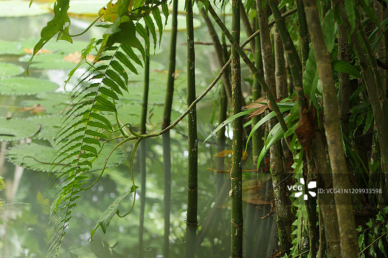 亚马逊森林在Belém城市的心脏，巴西图片素材