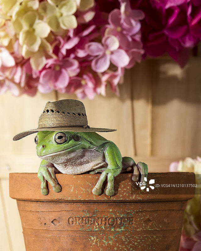 园丁的青蛙图片素材