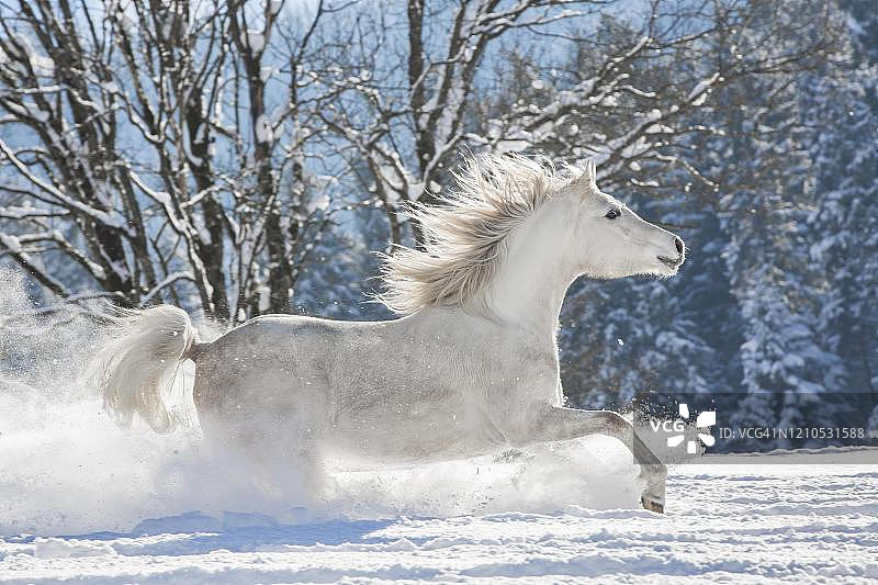 白色的阿拉伯母马在奥地利蒂罗尔的雪地上疾驰图片素材