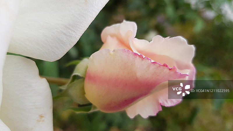 精致的形状白玫瑰花蕾花特写在模糊的背景。玫瑰花瓣的卷曲的粉红色边缘。美丽花朵的脆弱。图片素材