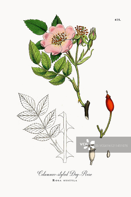 柱状风格的狗玫瑰，罗莎·斯蒂拉，维多利亚植物学插图，1863年图片素材