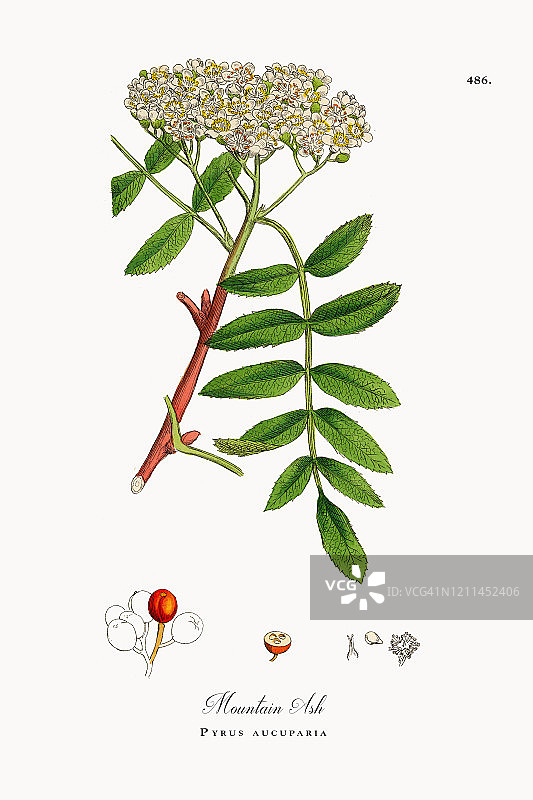 山白蜡，梨，维多利亚植物学插图，1863年图片素材