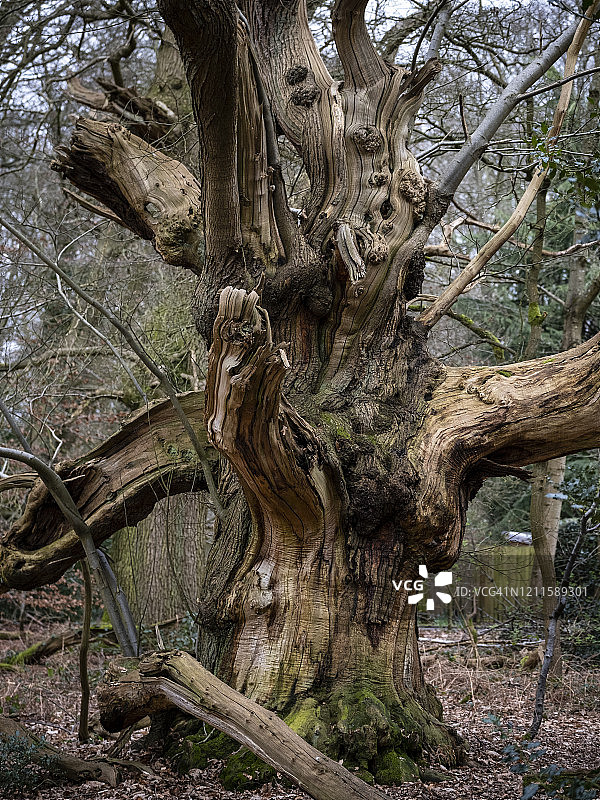 英国森林中的古树图片素材