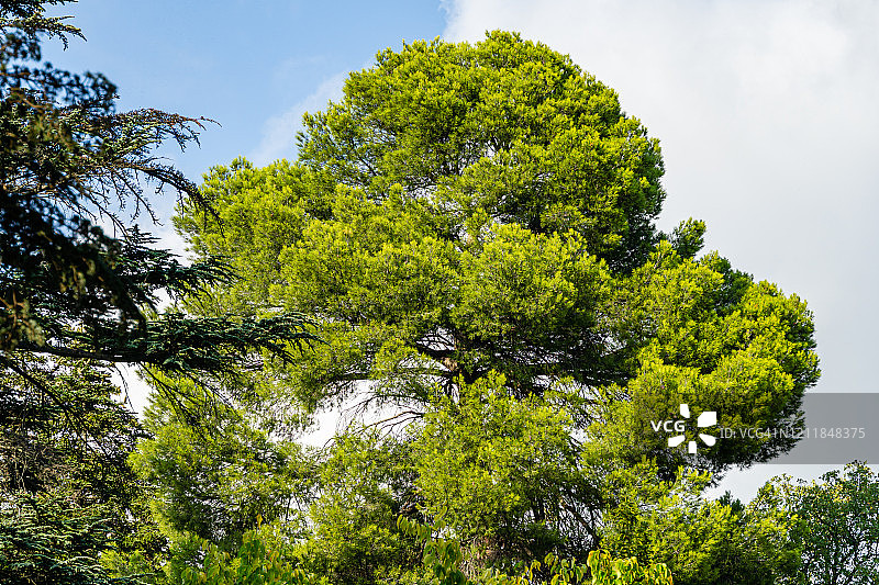 非常美丽的长绿针克里米亚松(松松或黑松)在马桑德拉风景公园在克里米亚。图片素材