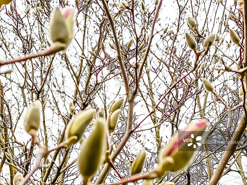 膨胀的木兰花蕾预示着春天的到来图片素材