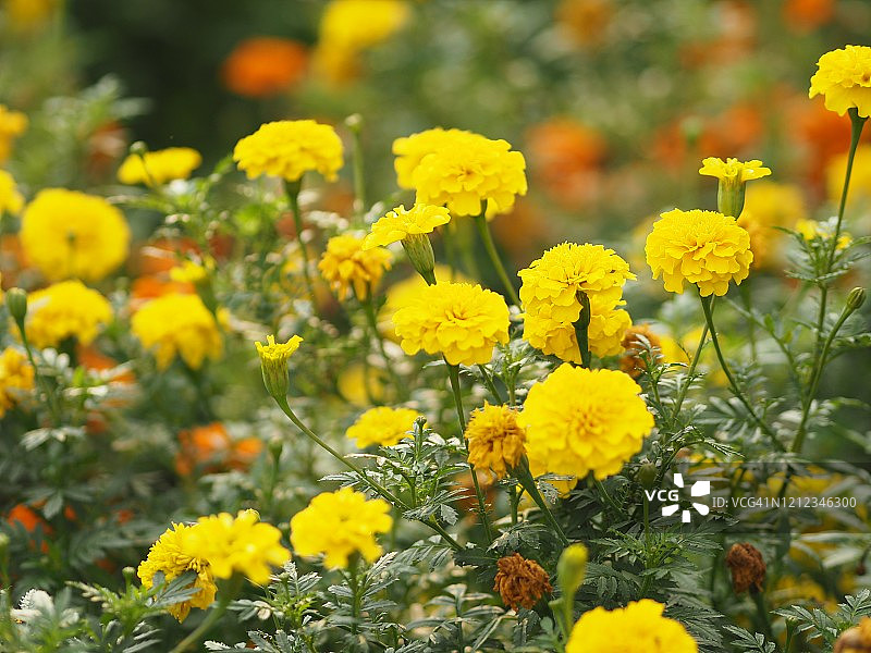 万寿菊学名万寿菊，花园里盛开的黄花图片素材