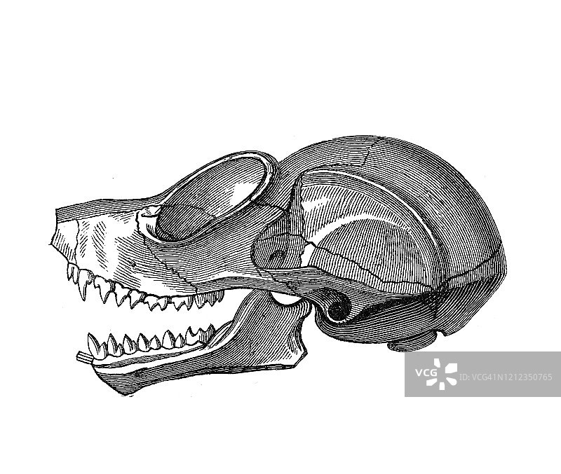 古老雕刻插图的头骨苗条洛里-食虫动物。古董插图，流行百科全书出版1894年。这幅作品的版权已过期图片素材