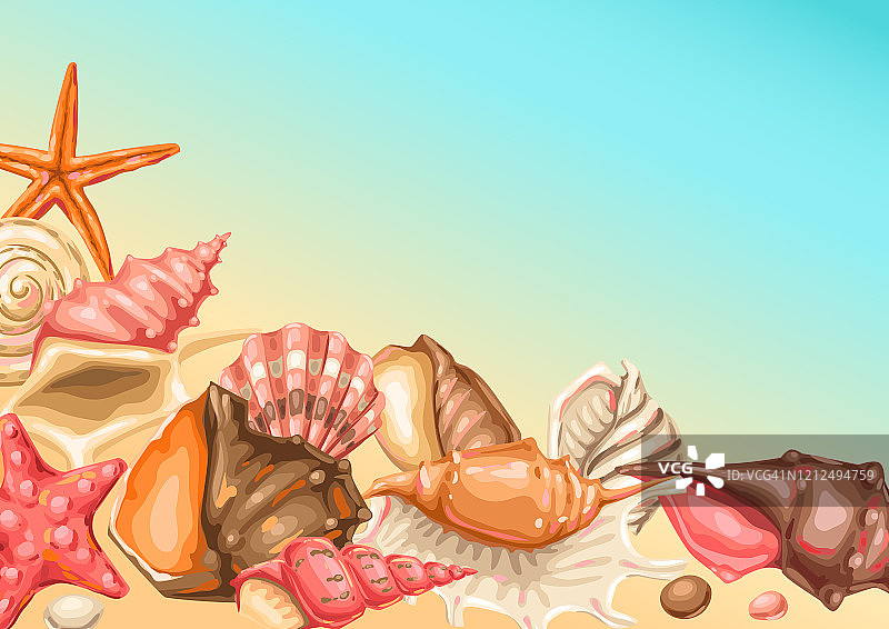 背景,贝壳。热带水下软体贝壳。图片素材