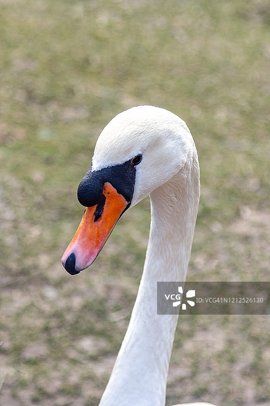 公园里一只鸟的天鹅头像。天鹅盯着公园池塘前的金丝雀。图片素材