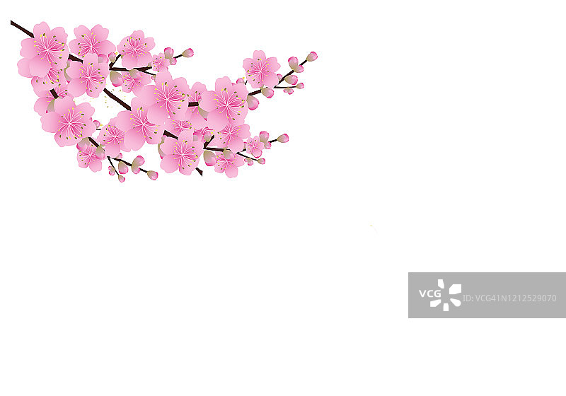 樱花背景。樱花孤立白色背景图片素材