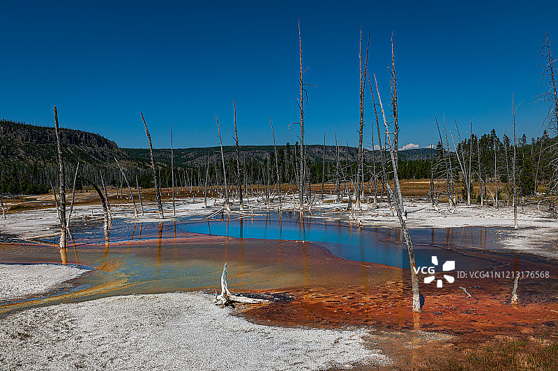 美国怀俄明州黄石公园的干树和蓝池图片素材