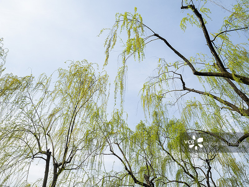 春天的蓝天下，树冠树枝。图片素材