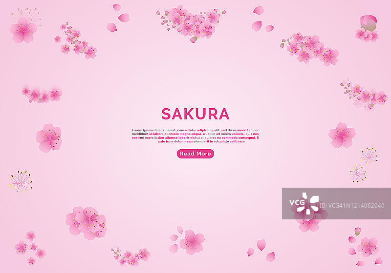 樱花花朵背景。樱花孤立粉红色背景图片素材