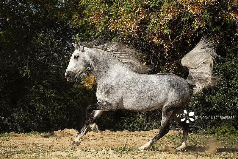 西班牙安达卢西亚一匹疾驰的西班牙种马图片素材