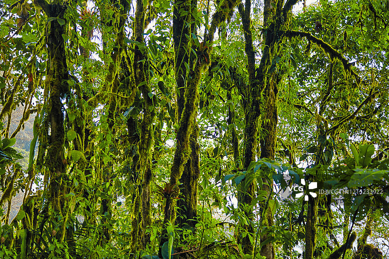 厄瓜多尔安第斯山脉上的热带雨林中的高大树木图片素材