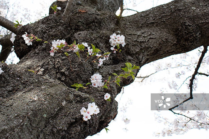 在国家樱花节期间，春天在华盛顿特区绽放图片素材