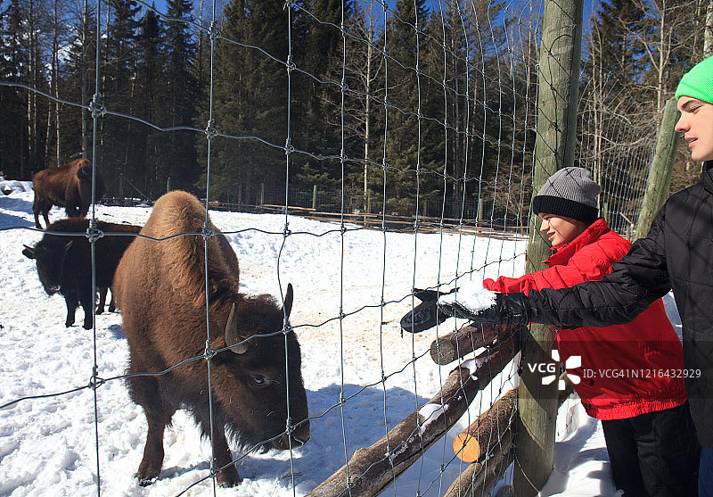 在冬天喂养水牛或野牛的青少年图片素材