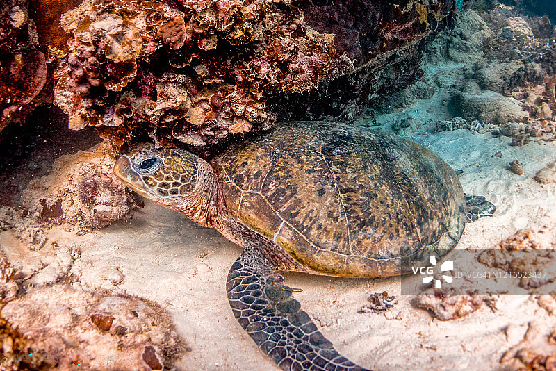 在珊瑚礁中遨游的海龟图片素材