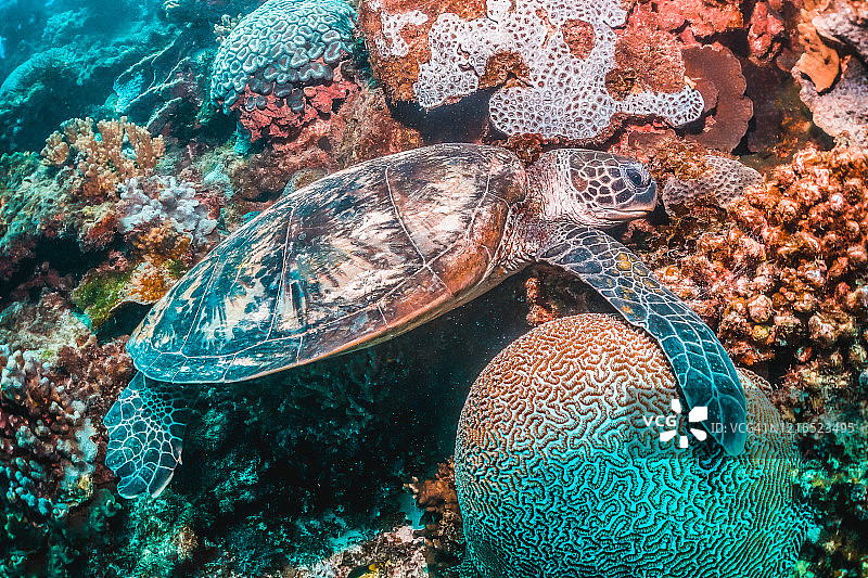 在珊瑚礁中遨游的海龟图片素材