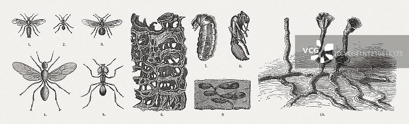 蚂蚁，木刻，1893年出版图片素材