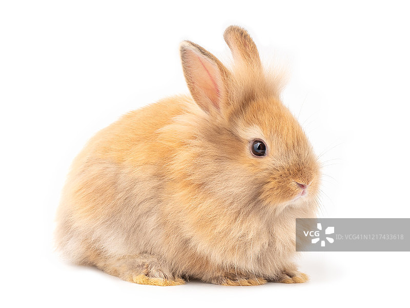 红棕色可爱的小兔子孤立在白色的背景。可爱的动作毛兔子。图片素材