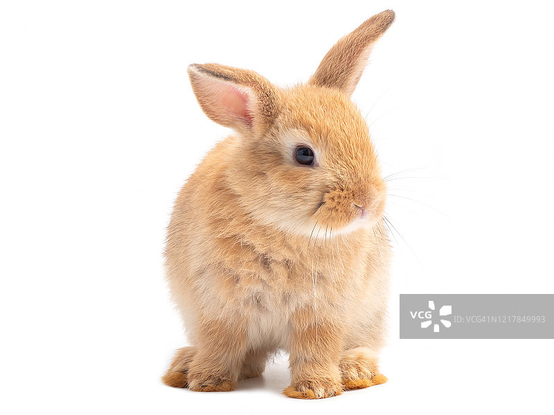 橘黄色可爱的小兔子孤立在白色的背景。可爱的小兔子在踏步。图片素材