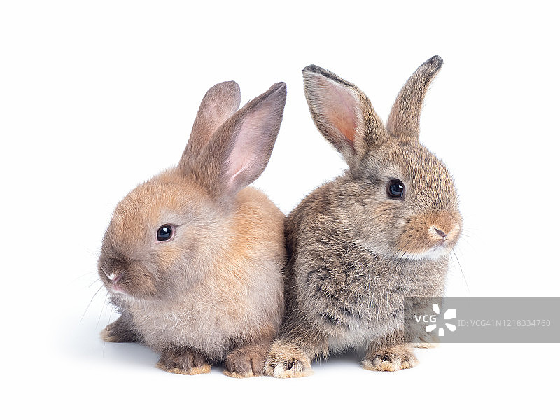 两只可爱的棕色兔子孤立在白色背景上。图片素材