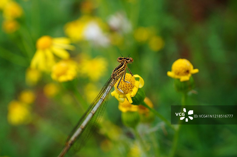 大自然中一只美丽的蜻蜓的照片。美丽的野花和绿草。图片素材