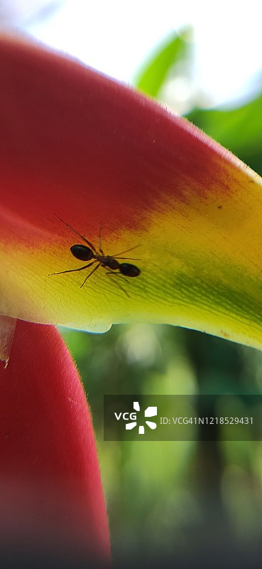 蚂蚁在五颜六色的植物上图片素材