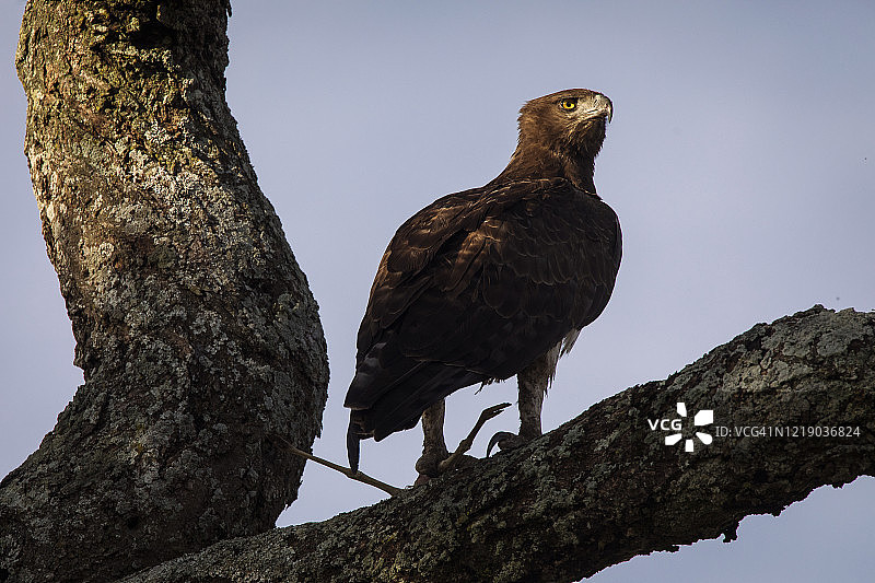 坦桑尼亚塞伦盖蒂国家公园里，小鹰在树上休息图片素材