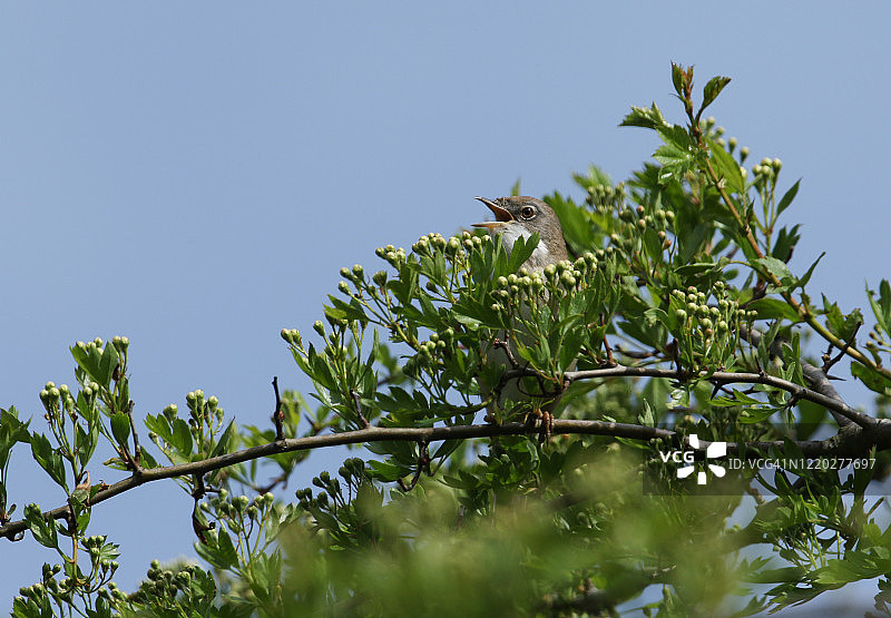 春天，一只正在花蕾中的山楂树上栖息的白喉鸟(Sylvia communis)。图片素材