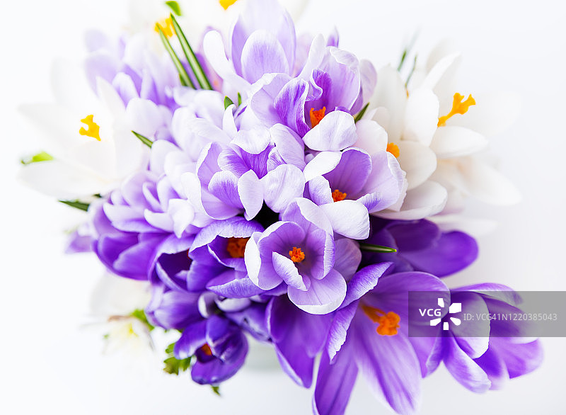 美丽的春天背景与藏红花。白色背景上的一束紫色和白色的番红花。广角模板网横幅与复制空间设计母亲节，妇女节。图片素材