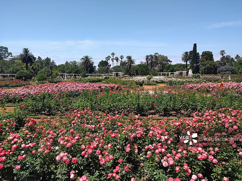 玫瑰在玫瑰花园，在布宜诺斯艾利斯-阿根廷。图片素材