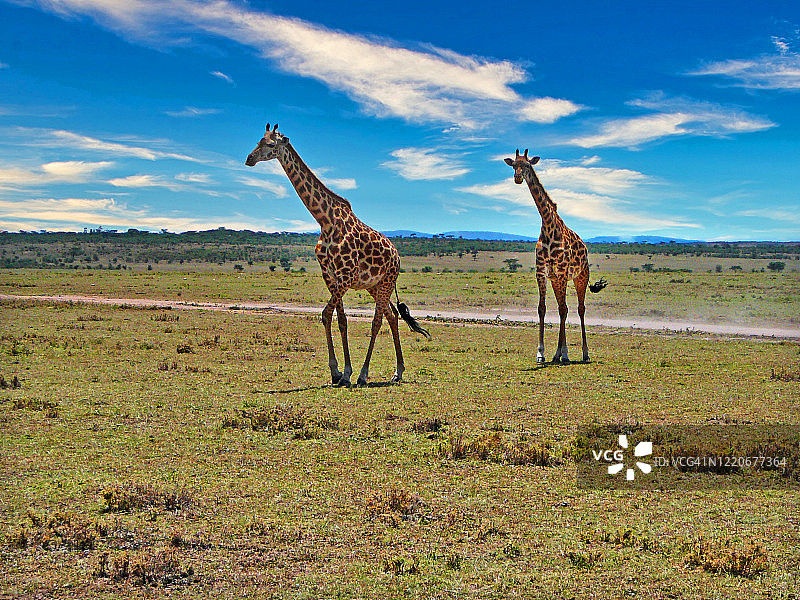 长颈鹿在肯尼亚图片素材