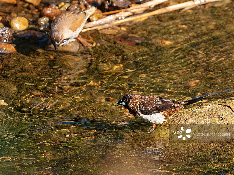 栖息在水中石头上的棕色小雀形目鸟图片素材