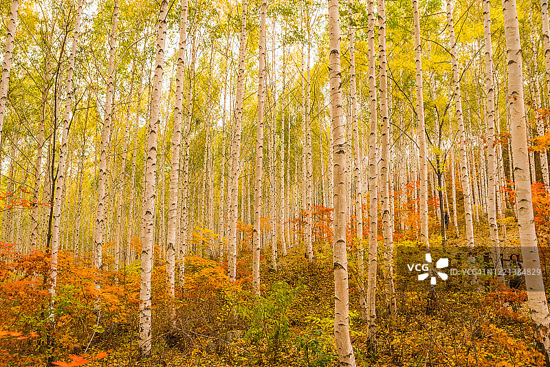 韩国仁县旺达里桦树林的秋天景观图片素材