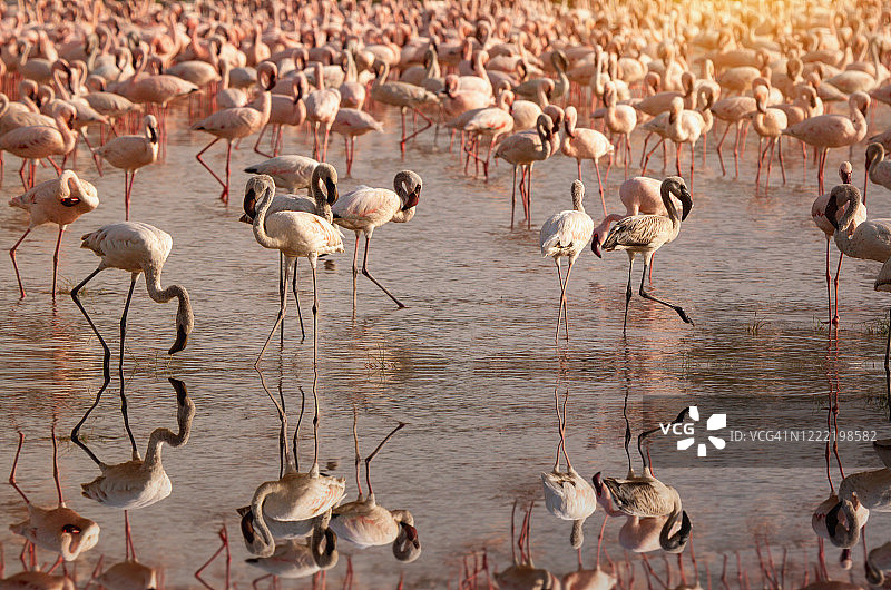 纳库鲁湖火烈鸟群，肯尼亚图片素材
