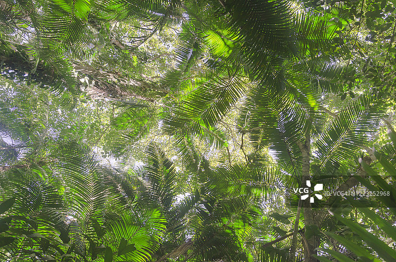 从下面的视角看雨林中的树木图片素材