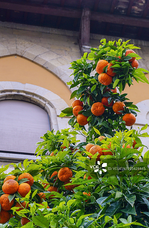 意大利树上的橙子图片素材