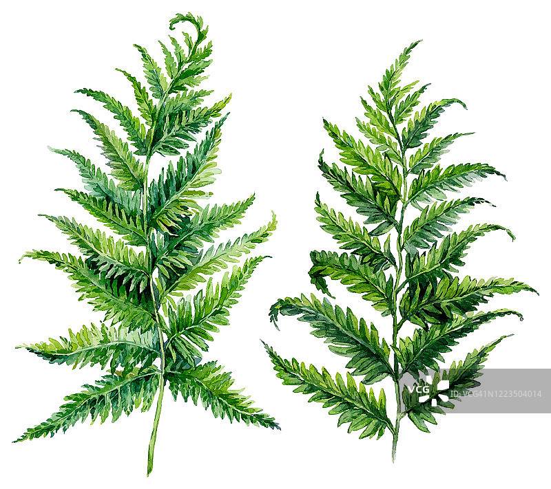 森林蕨类植物水彩插画图片素材