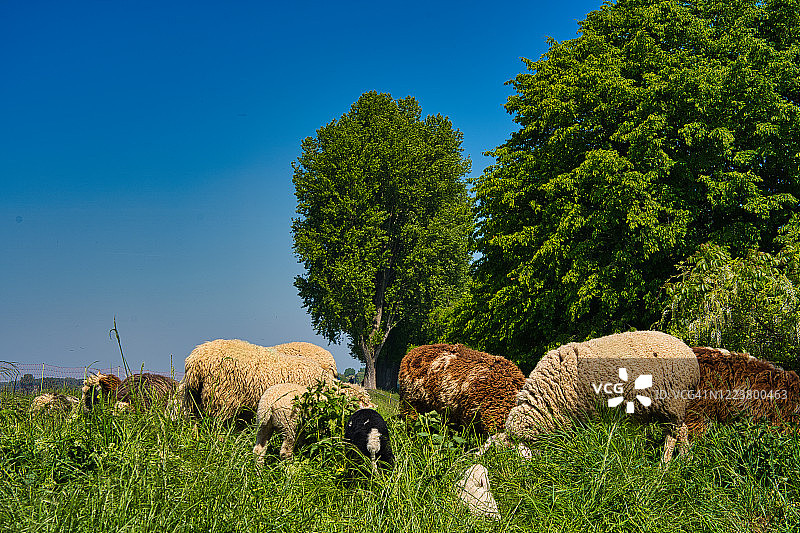 在Düsseldorf放牧的羊群图片素材